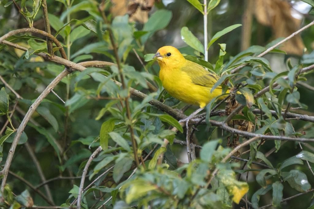 Birdlifejamaica tweet media