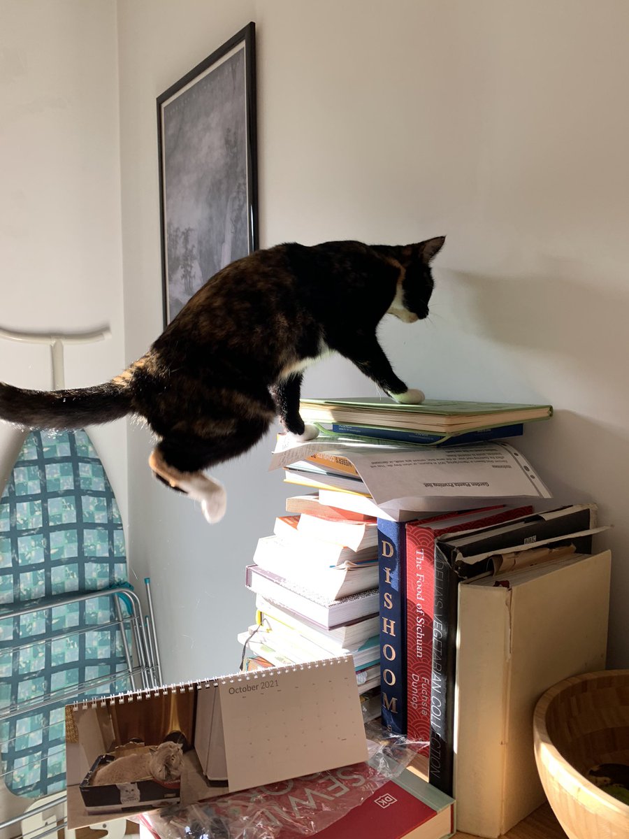 It’s going to be that kind of day, isn’t it. #notmycat