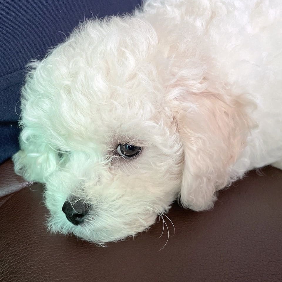 stayvillesnews's tweet photo. [BREAKING] 

Han Jisung has a new dog! Bbama is the dog's name 🐶 

#Han #빠마 #StrayKids #스트레이키즈 https://t.co/f1szGUNZ3C