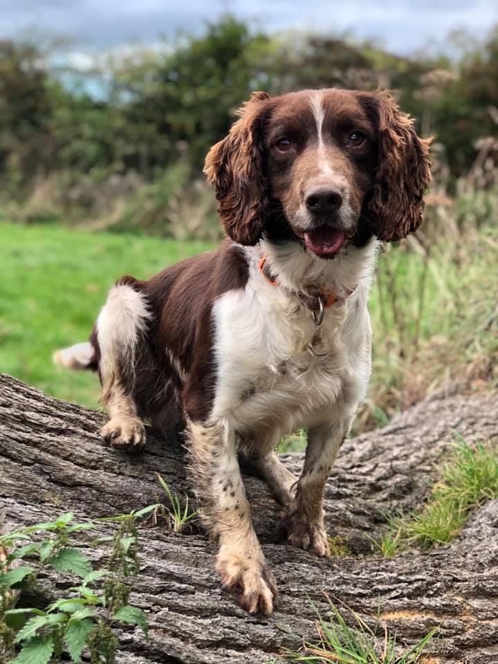 ConservationDog's tweet photo. Here are Conservation Dogs, Arnie, Zippy and Rocky who all love posing for a photo!
#conservation #conservationdogs #wagtailuk #detectiondogs #snifferdogs #dogwithjobs #dogsoftwitter https://t.co/tAR6dXM0Yr