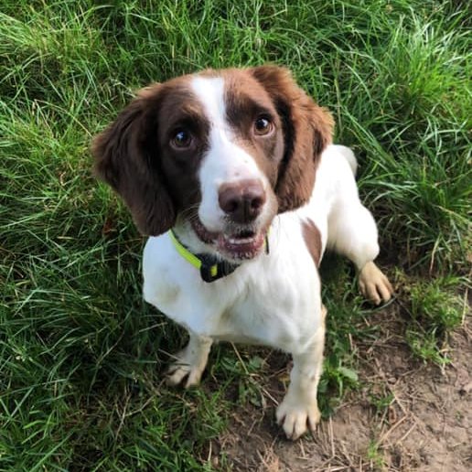 ConservationDog's tweet photo. Here are Conservation Dogs, Arnie, Zippy and Rocky who all love posing for a photo!
#conservation #conservationdogs #wagtailuk #detectiondogs #snifferdogs #dogwithjobs #dogsoftwitter https://t.co/tAR6dXM0Yr
