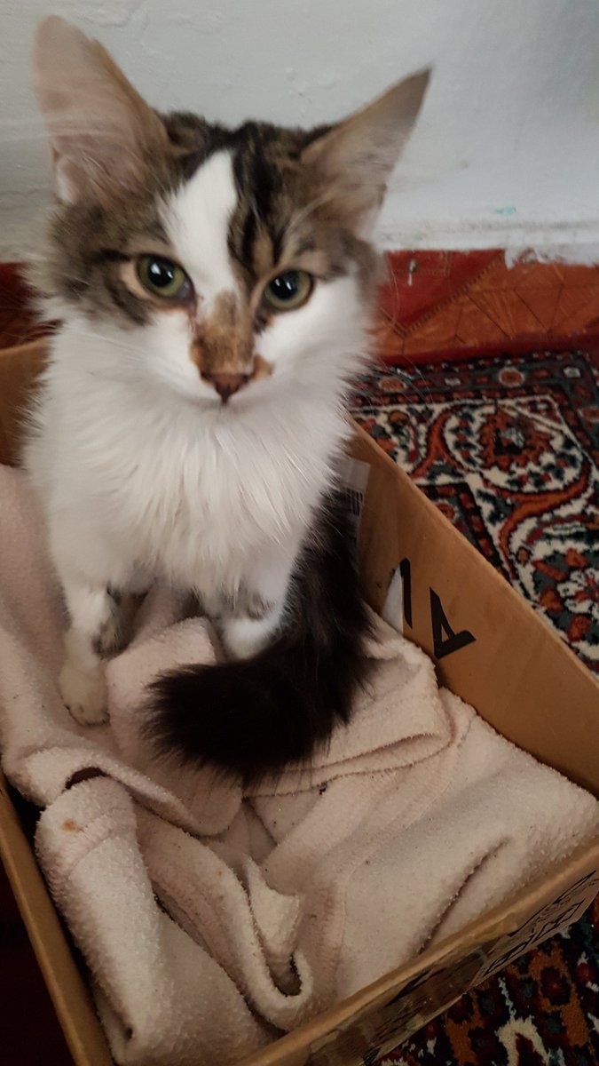 Arwenfip's tweet photo. Minik tavşan Arwenin tedavisinin 7. gününden herkese merhaba 🐇💕#fipwarriors #animallovers  #catlover https://t.co/95tNCIUYJg