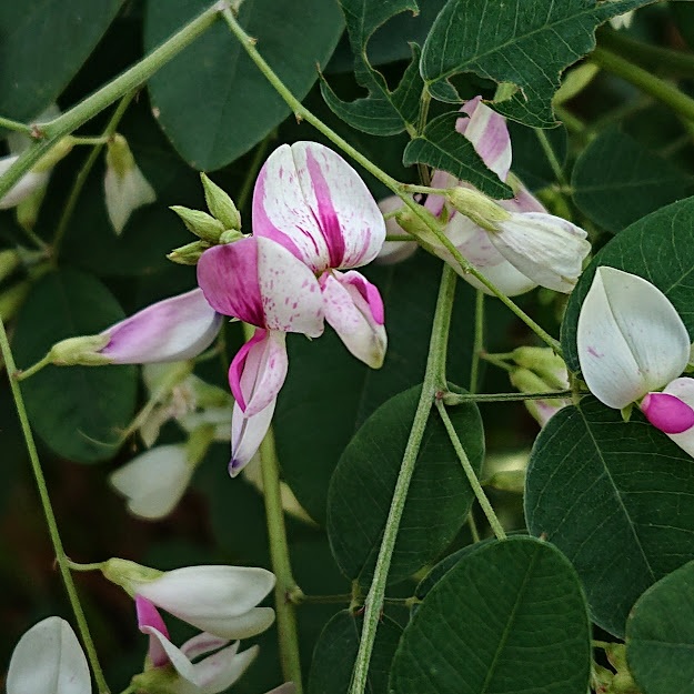 こんばんは お疲れ様です 穏やかに過ごせたことに感謝します いつも リツイート いいね そして イルカ宛のツイ有り難うございます 写真は 散歩で出会った花 ハギ 花言葉 思案 思い 内気 柔軟な精神 ツイレポ