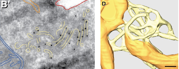 JKlumperman's tweet photo. Proud to be part of a fantastic collaboration  now published in Science: DOI: 10.1126/science.abh2474. Beautiful example of how complementary cryo- and immuno-EM methods converge in revealing a new ER subdomain involved in IRE1alpha  signalling in stressed human cells. Part 1/2 https://t.co/3KCWf6sWSK