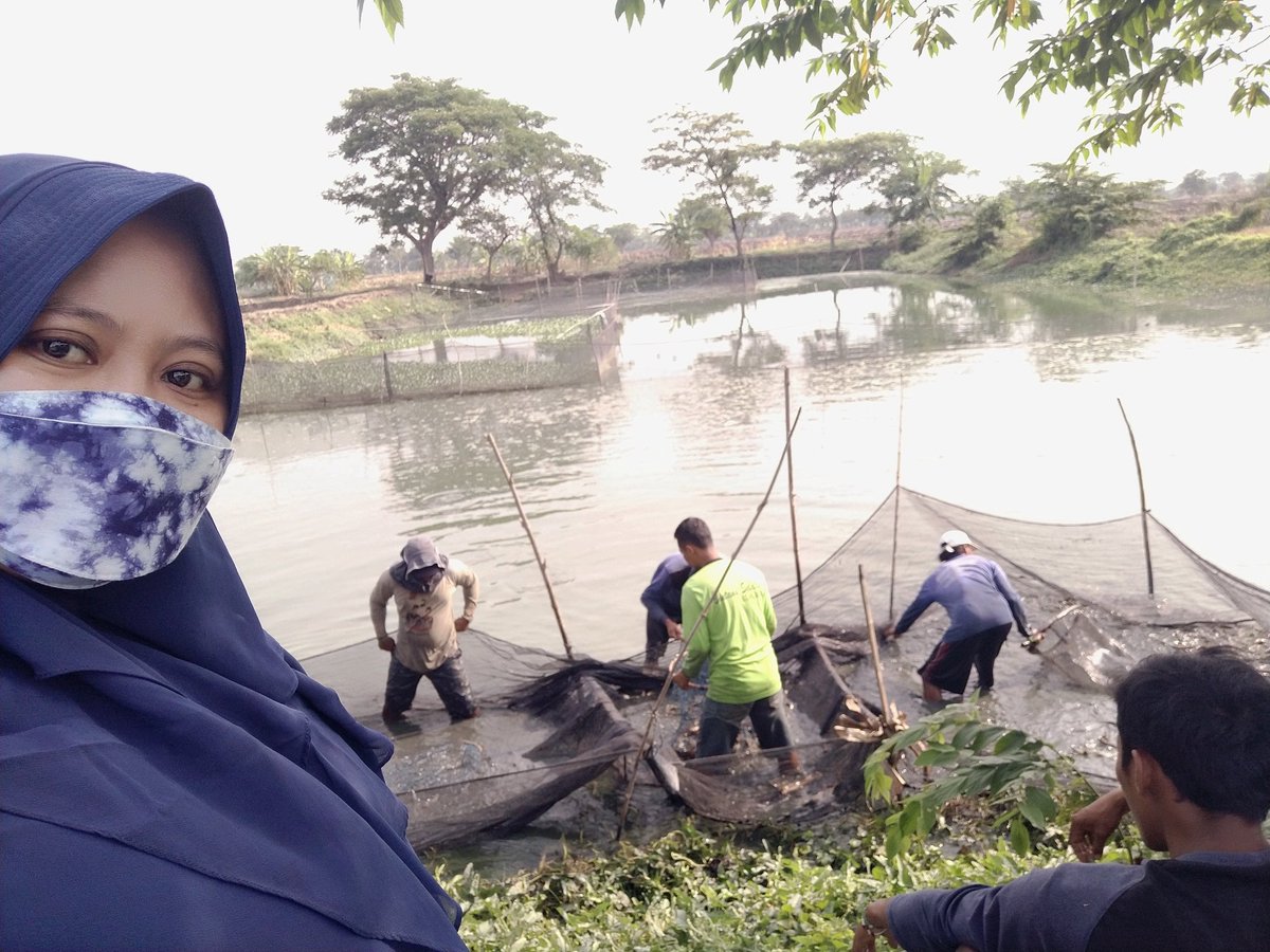 endahprastiwiaj's tweet photo. Senin (04/10) Endah PA Luhkan #Lamongan Mendampingi Panen Ikan Lele di Kolam Bpk.Fatekur Ds. Tawangrejo Kec.Turi Luas 100 m, Panen 1 ton, size 5 - 10, harga 15 rb/kg
#luhlapor
#panen #GiatLuhkanSatminkalBWI @bppp_banyuwangi @brsdm_kp @aRochadiyan @diskanlmg https://t.co/vA5JyLtc5B