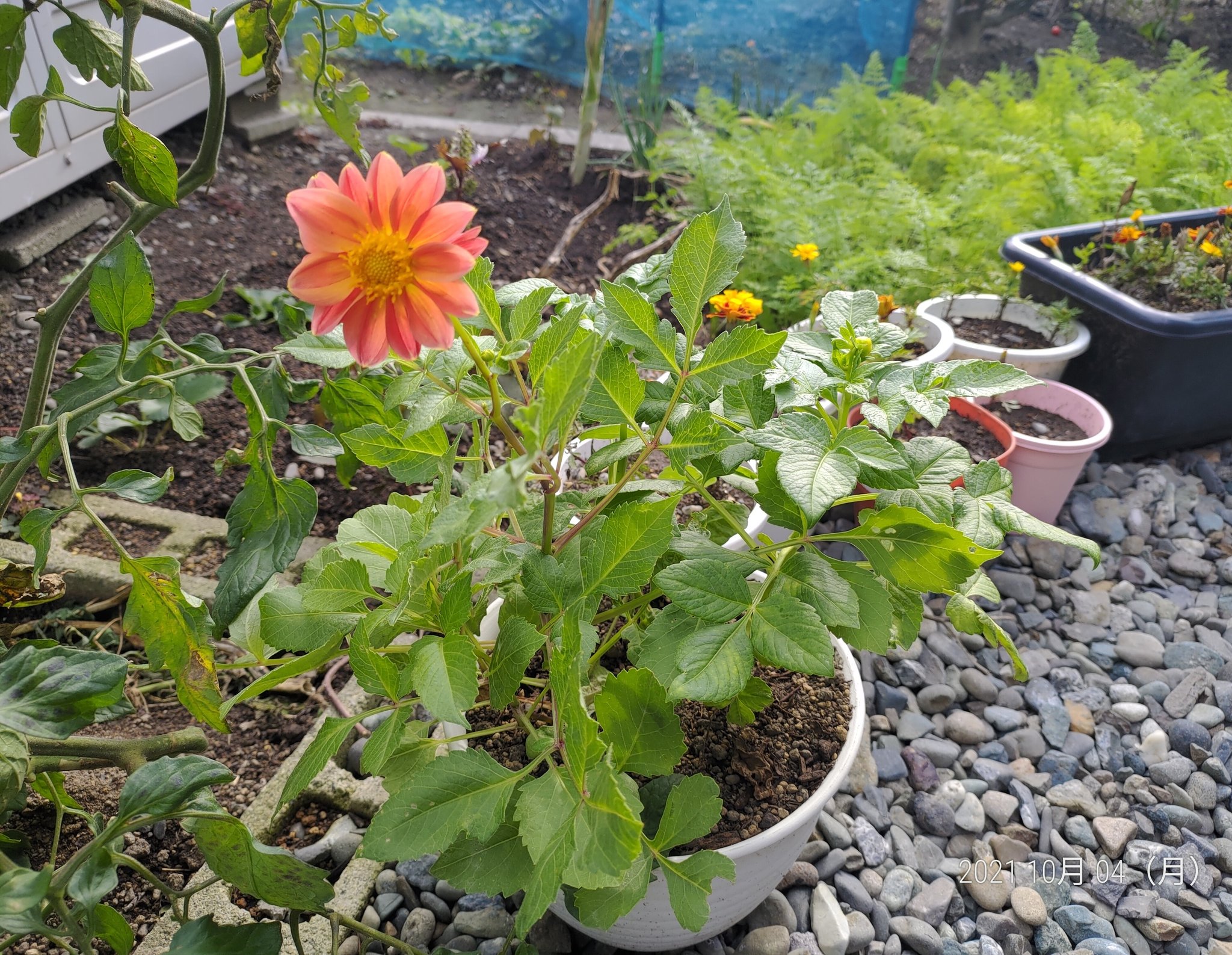 け 10月4日 ついに 6号か7号の 鉢植えダリアも咲いてくれました 8月下旬からポツポツ咲き始めて 10月になってもまだ咲いてくれるだなんて 北海道でもダリアは ガーデニング初心者 さんにも超絶オススメな気がします ガーデニング T Co