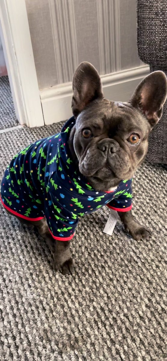 I Like To Keep My <a href="/AlderHeyCharity/">Alder Hey Children’s Charity</a> <a href="/Matalan/">Matalan</a> PJ’s For Xmas Eve… But Miss Winnie Insisted On Putting Hers On Today 🥰🐾 @SteveLCharity #AlderHey #Charity #Pyjamas #Matalan