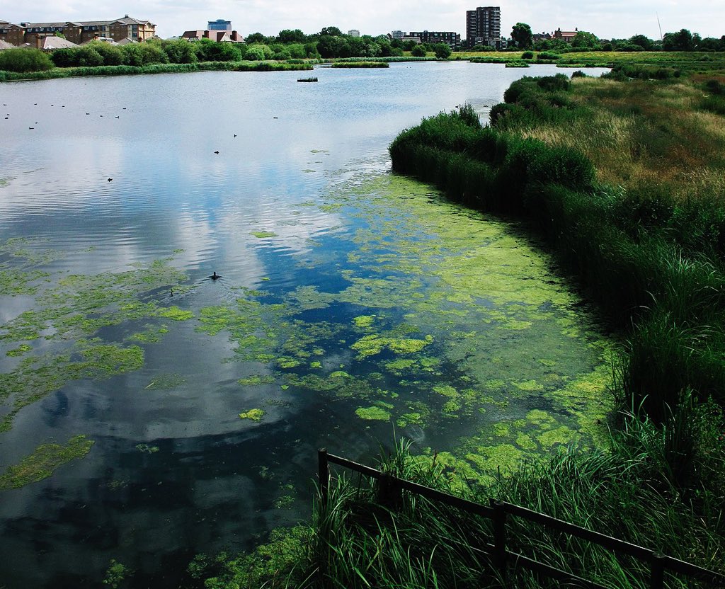 Tomorrow we are having a visit to the Wetland Centre in Barnes – starts 10.45 Barnes Station, please see details of how to join ramblers.org.uk/go-walking/fin…