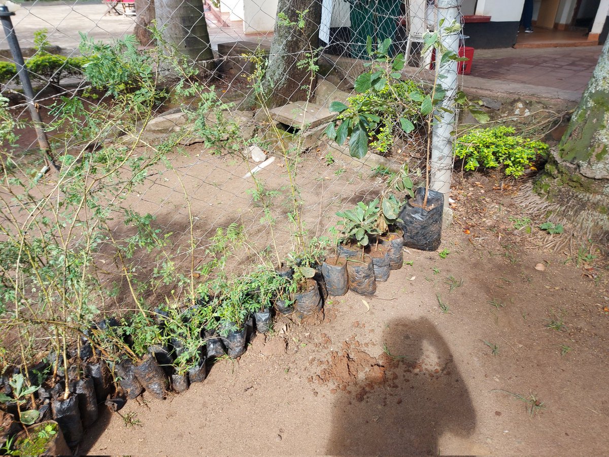 Mary Opot tweet media