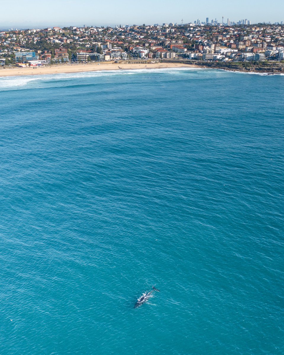 lizlassi's tweet photo. GN TWITTER from me and my whale pals! 🐋 https://t.co/pmlr5cr3BM