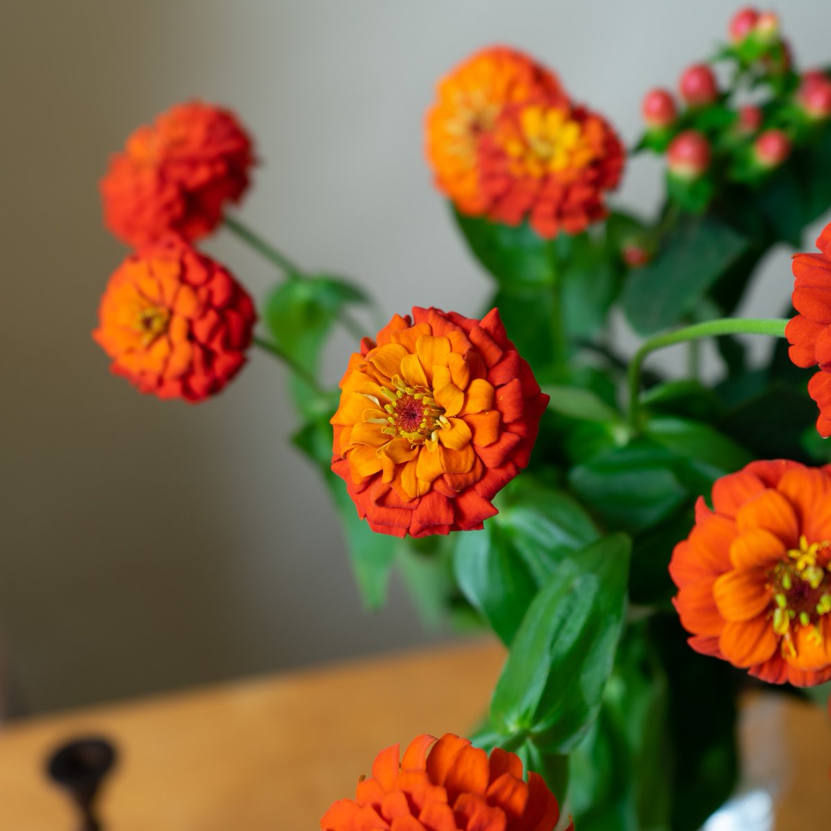 Hitohana ひとはな お花の定期便 花と植物のオンラインストア 品種紹介 写真1 2枚目 ジニア 写真3 枚目 ローズヒップ 写真4枚目 ヒペリカム Hitohana