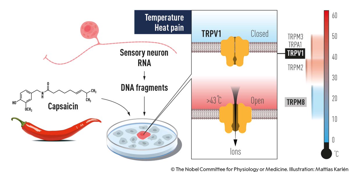 NobelPrize's tweet photo. David Julius – awarded this year’s #NobelPrize in Physiology or Medicine – utilised capsaicin, a pungent compound from chilli peppers that induces a burning sensation, to identify a sensor in the nerve endings of the skin that responds to heat. https://t.co/GInY2q6RlD
