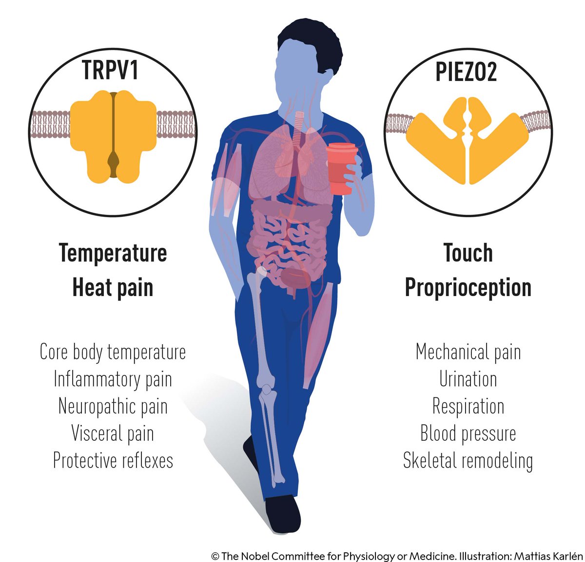 The seminal discoveries by this year’s #NobelPrize laureates in physiology or medicine have explained how heat, cold and touch can initiate signals in our nervous system. The identified ion channels are important for many physiological processes and disease conditions.