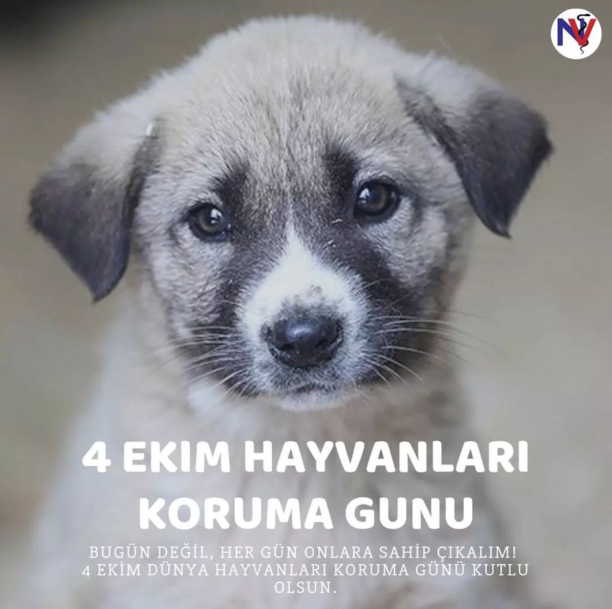 4 Ekim Hayvanları Koruma Günü Kutlu Olsun 🌸😻