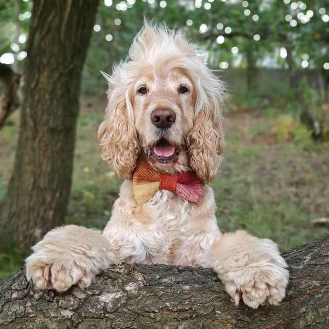 HearingDogs tweet picture