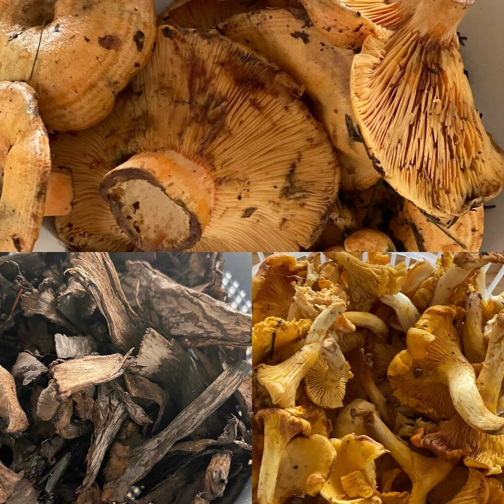 comerenroses's tweet photo. Temporada de bolets .
Info i Reserva:
📲 644722177 whatsapp
☎️ 872202653
📧 info@sabrasa.com
🌐 https://t.co/fjF9cPftx6
#aroses #costabrava #bolets #menu #altempordà #restaurant #cuinacatalana #brasa #sabrasa #productedeproximitat #terrassa #terraz… https://t.co/OnRSMkmrnE https://t.co/foHIZvk1sA