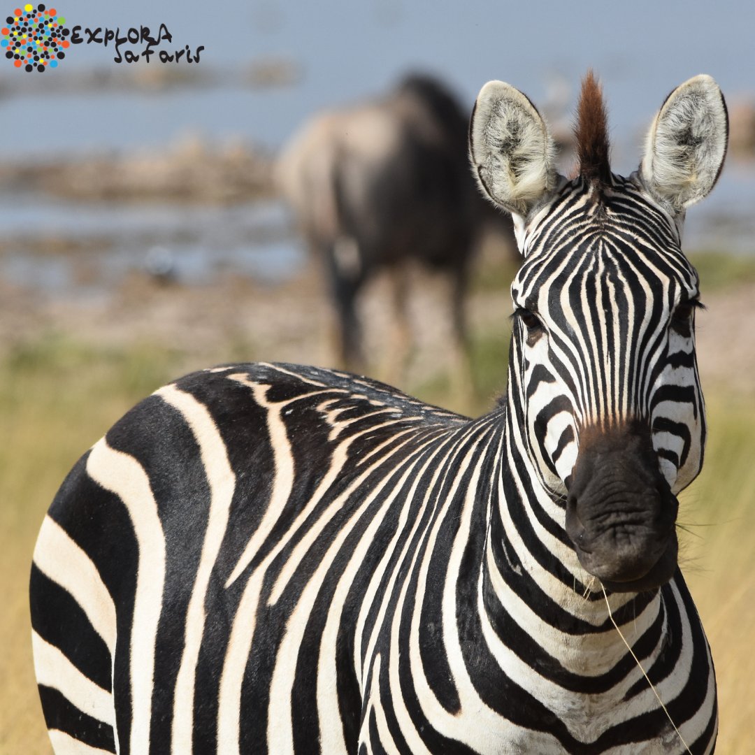 ExploraSafaris tweet picture