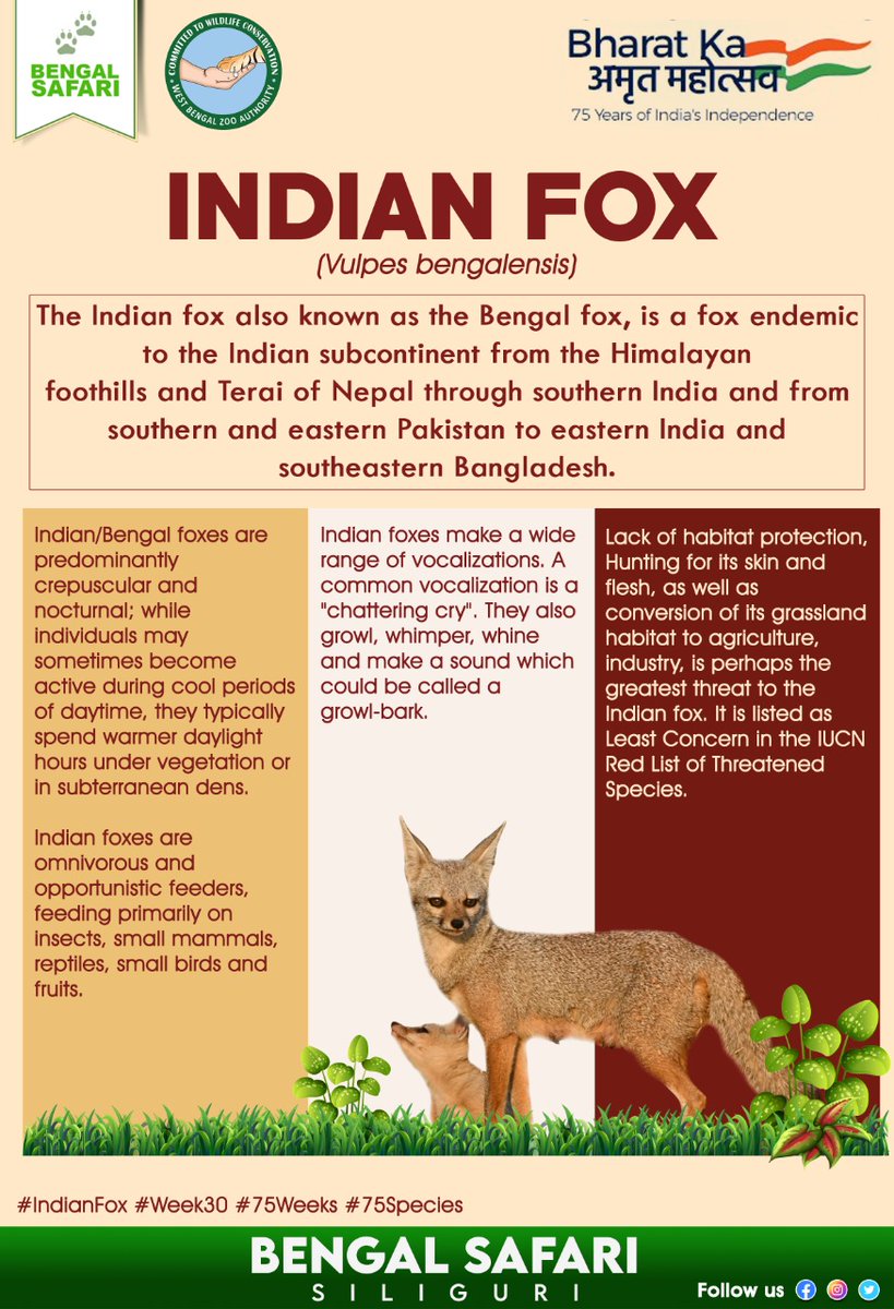 BengalSafari's tweet photo. Let's know about #Indianfox ( Vulpes bengalensis).
#AmritMahotsav
#week30
#75weeks
#75species
#protectbiodiversity
#protectwildlife
#loveanimals
@CZA_Delhi
#wbzazoos
#BengalSafari https://t.co/32kN8lqUW6