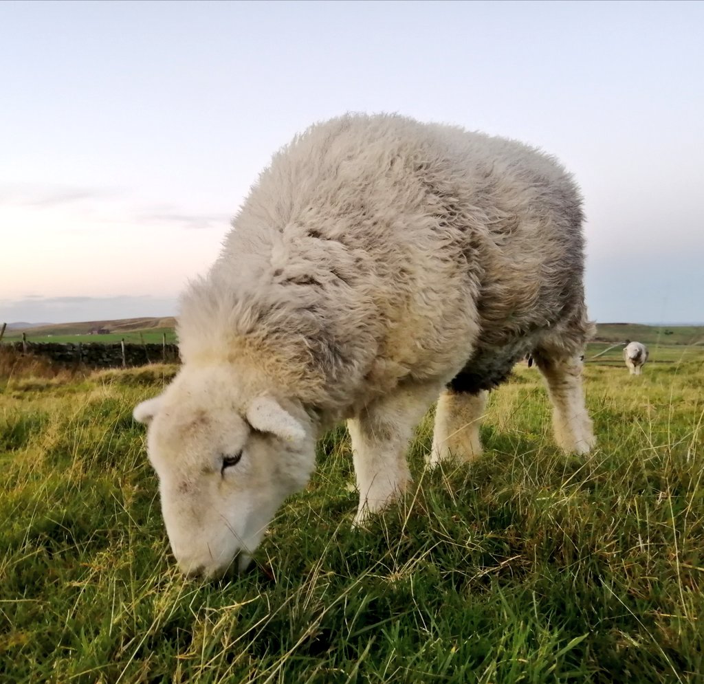 highfieldsherdy's tweet photo. Evening light with Droopsy.
Def feeling a difference in the temp now.
As a new week begins feeling slightly groggy &amp; I can't put that office paperwork off any longer. Always time to check the flock later for a break.
#droopsy #farm #herdwicks #adminday https://t.co/CwGFXJ3HzE