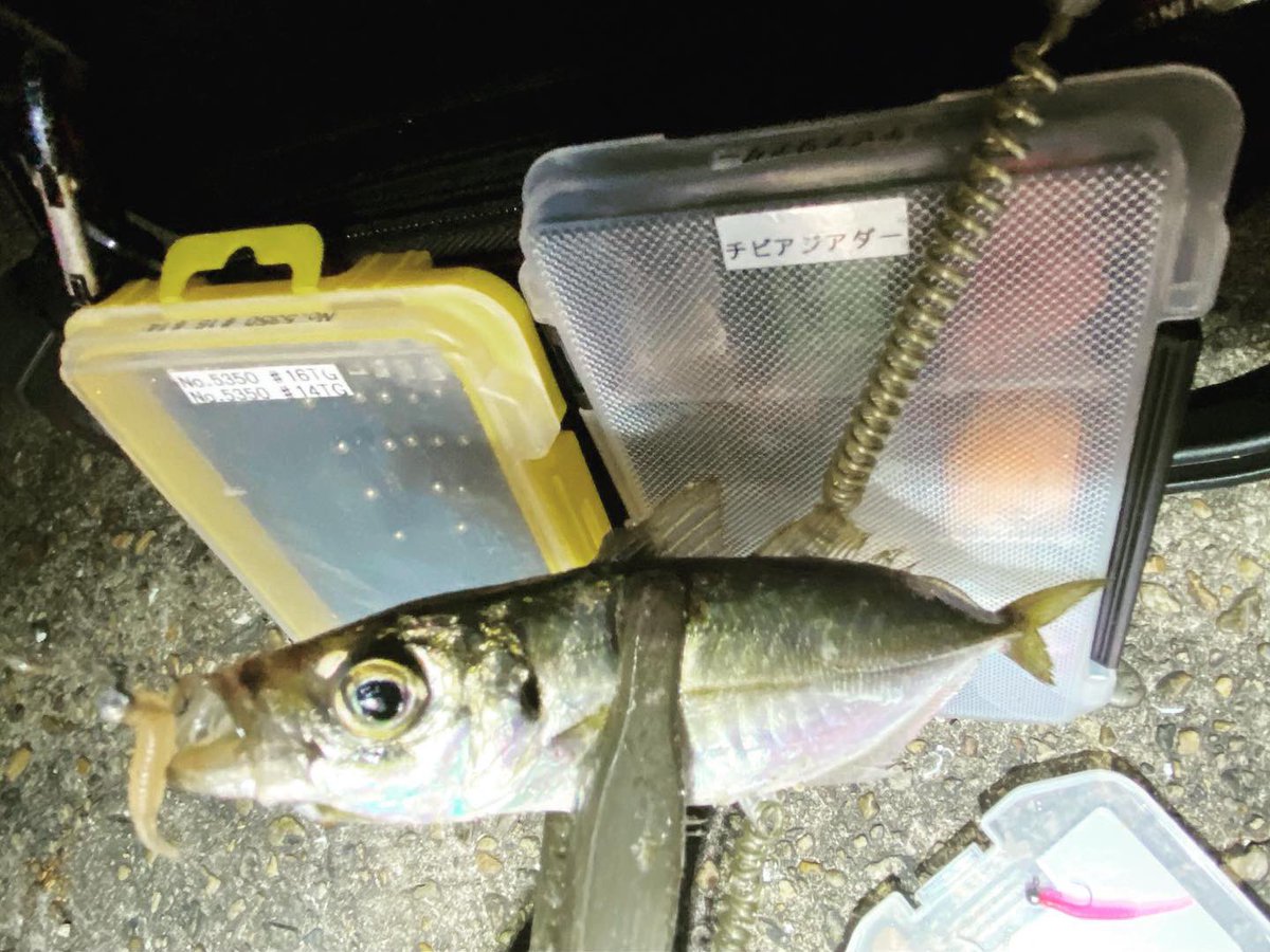 wocadaaa's tweet photo. すくすく成長中。
活性によってフックの大きさを変えながら、楽しむ🎣
#釣り #ルアー #ライトゲーム #アジング #土肥富 #マルトフック #no5350 #レンジクロスss #reins #チビアジアダー #luxxe #宵姫華 #宵姫華54fl #ルビアス #tict #cbsスプール #livre #wing72 https://t.co/1S2D7k3RGv