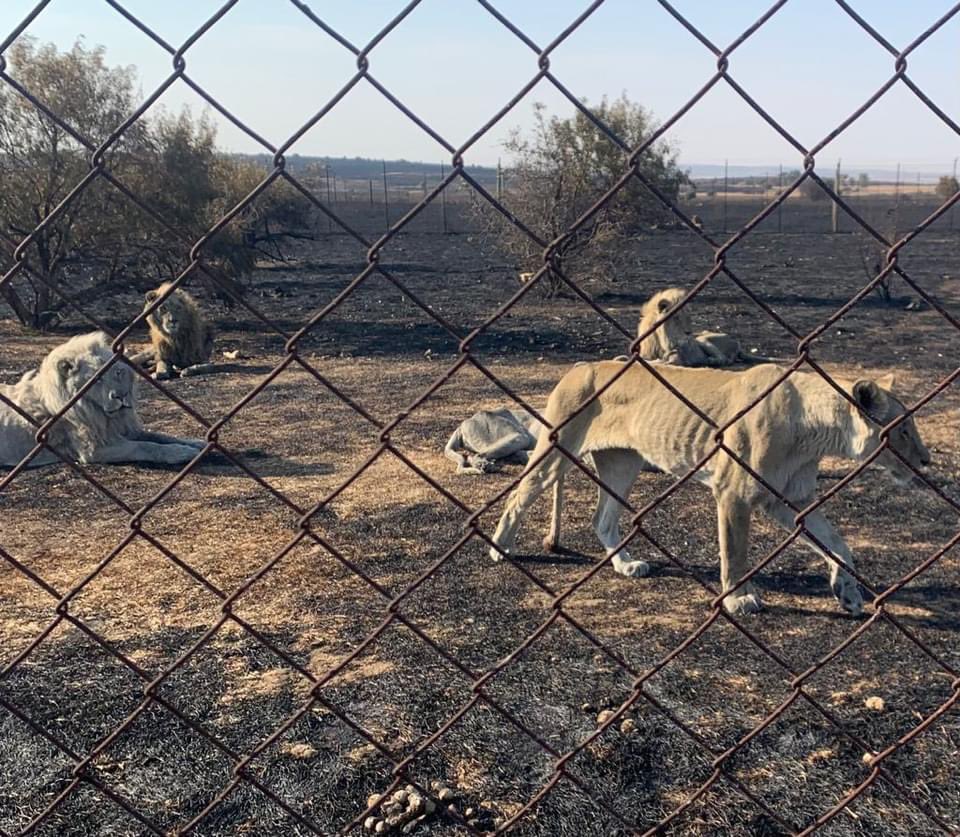 TrophyXpose's tweet photo. 1, 30 captive bred lions lions had to be euthanised by Bloemfontein SPCA due to severe neglect discovered after wildfires in the area. The SPCA had to get a warrant to enter, found starving, burnt, neglected lions, living in filth, so weak they couldn’t escape the fire. They had https://t.co/GVHKifn1O8