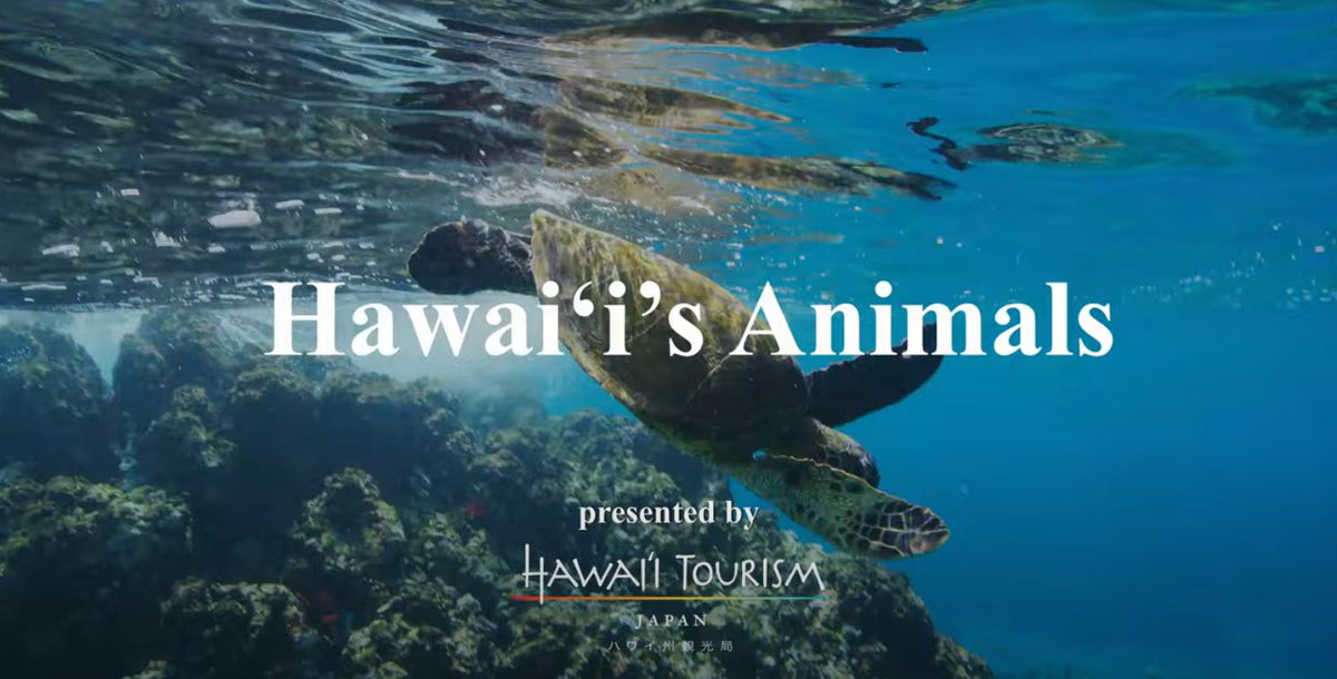 ハワイ州観光局 公式 マラマハワイ 地球にやさしい旅を 今日は 世界動物の日 ハワイに生息する生き物たちを ハワイアンミュージックをbgmに見ながら癒されませんか T Co Uaumjlzvsw おうちでハワイ 癒しのハワイ ハワイの