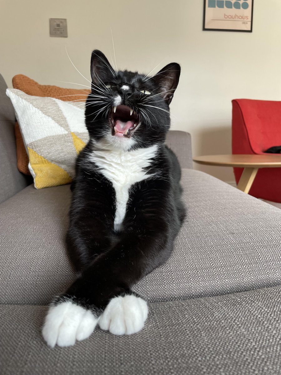 Marlon would like to say hello
Author: u/bigmysterious
reddit.com/r/cats/comment…
via r/cats