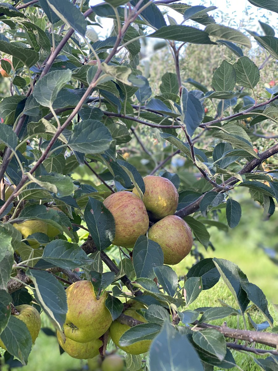droveorchards's tweet photo. Beautiful morning view in the orchards with bright blue skies and plenty of deliciously flavoursome Cox Orange apples ready for picking 🧺🌳🍎🍏
#pickyourown #fruithaul #freshfruit #homegrown #straightfromthetree https://t.co/6MLyWnckVS