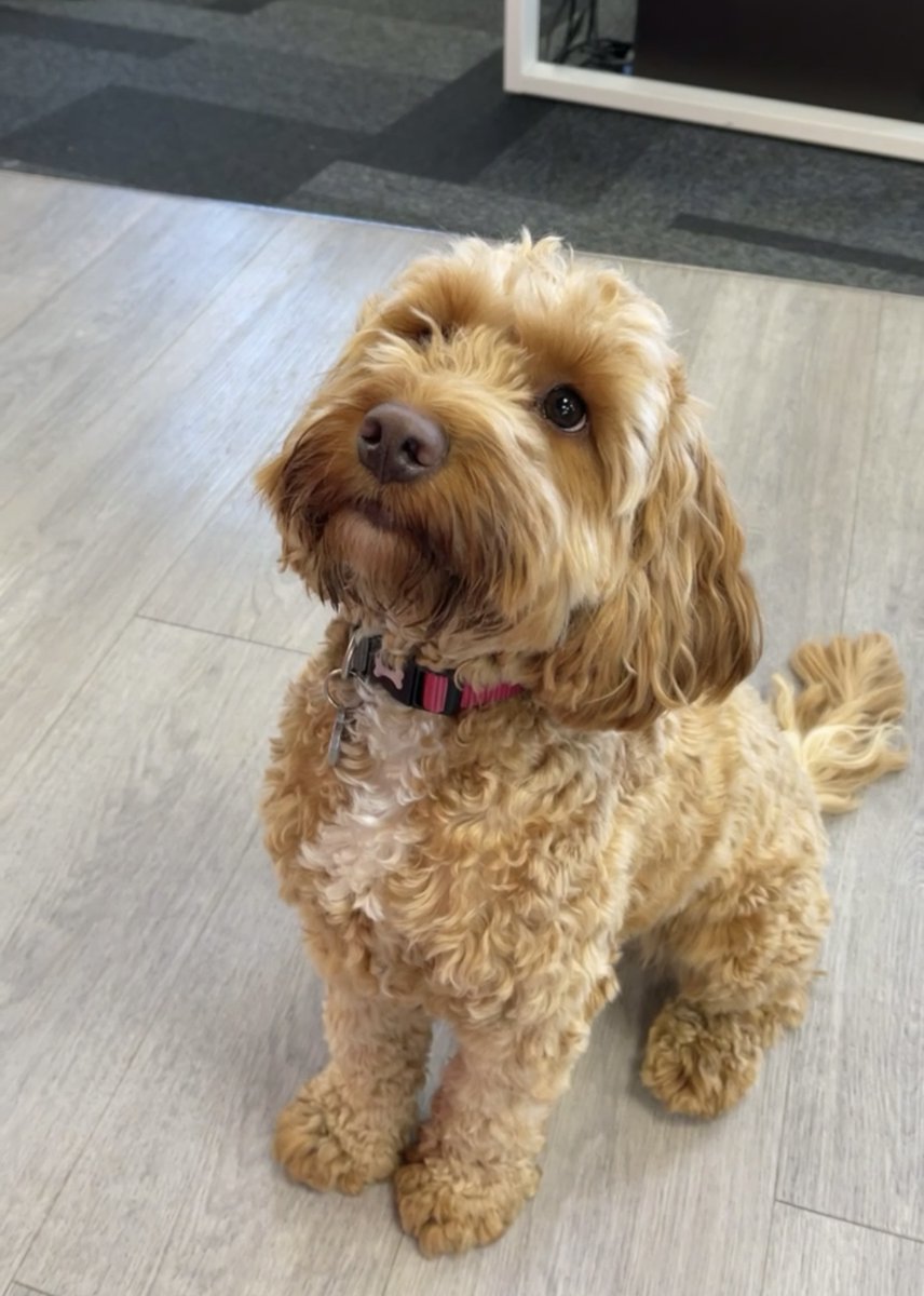 Celebrating our furry little recruits here at #ArtiCAD for #worldanimalday 🐾🐶

Our days are always brighter when they are around 😍

#officedogs #dogsofinstagram #kbbindustry #doglife