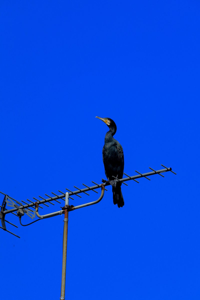 #鳥 #bird #カワウ #川鵜 #greatcormorant #晴天 #sunnyweather #青空 #bluesky #ファインダー越しの私の世界 #青 #blue