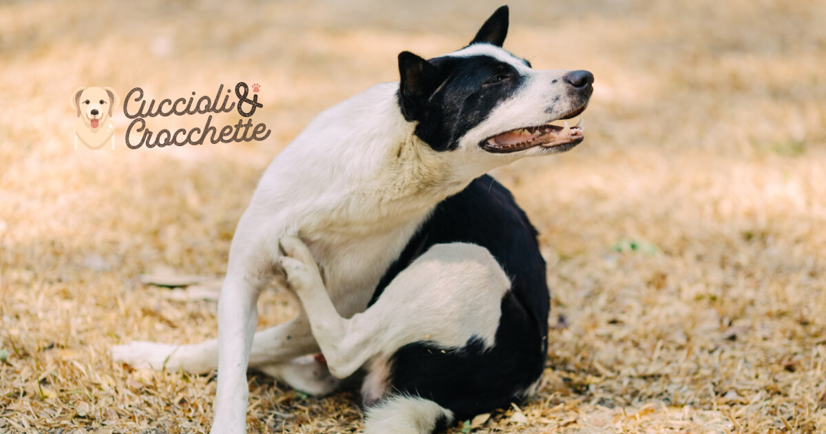 CuccioliCrocche's tweet photo. Quali sono le cause più frequenti del prurito del cane? Vediamole insieme.
https://t.co/OZtVf33f74

#cuccioliecrocchette #canı #canifelici #canibelli #canidiinstagram #prurito https://t.co/phO7NNTrm6