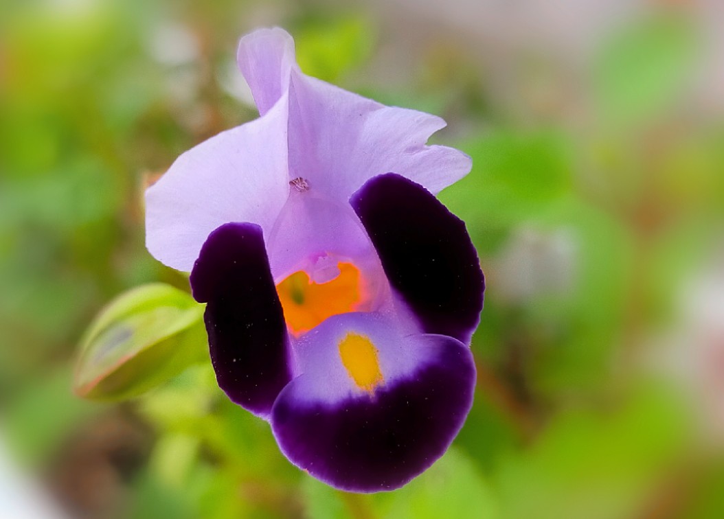 夏スミレ Twitter Search Twitter