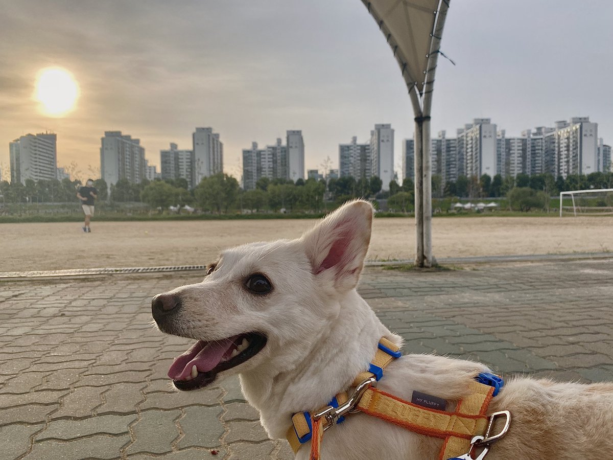 wealthybehappy's tweet photo. 🐶 언니 저거 보여????
🙋🏻‍♀️ 엉엉🤍🤍 아 이쁘다아아
.
좋으니 언니 보는 우리 애교쟁이 웰시
가족 찾아요! https://t.co/Bf7GHcSJF7