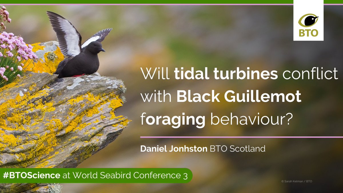 Our very own Daniel Johnston <a href="/TystieDan/">Daniel Johnston</a> is talking at #WSC3 today (12.15 UCT) about his work GPS tracking Black Guillemots to investigate their foraging behaviour in relation to tidal stream turbines. Project carried out at <a href="/ERI_UHI/">eri</a> with <a href="/eamsden/">Eric Amsden</a> #seabirds #renewables #BTOScience