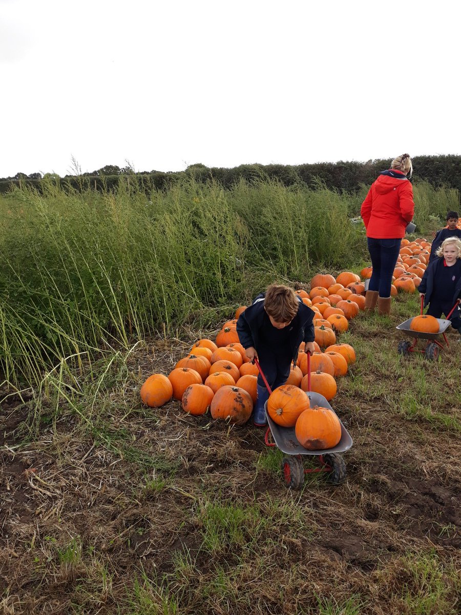 King's St Alban's (@kingsstalbans) on Twitter photo Reception are having an amazing time <a href="/ChurchfieldsIC/">Churchfields Farm Shop</a> they decided to help move the pumpkins! #LittleHelpers #BusyBusy 🎃 Reception are having an amazing time <a href="/ChurchfieldsIC/">Churchfields Farm Shop</a> they decided to help move the pumpkins! #LittleHelpers #BusyBusy 🎃