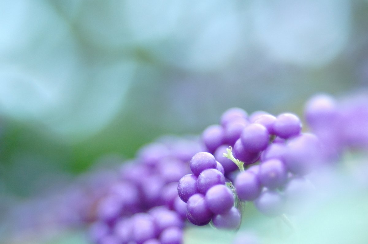 s_akanta's tweet photo. #コムラサキ
#キダチチョウセンアサガオ
#ファインダー越しの世界
photo.2021.9 https://t.co/4CTEInIy7Y