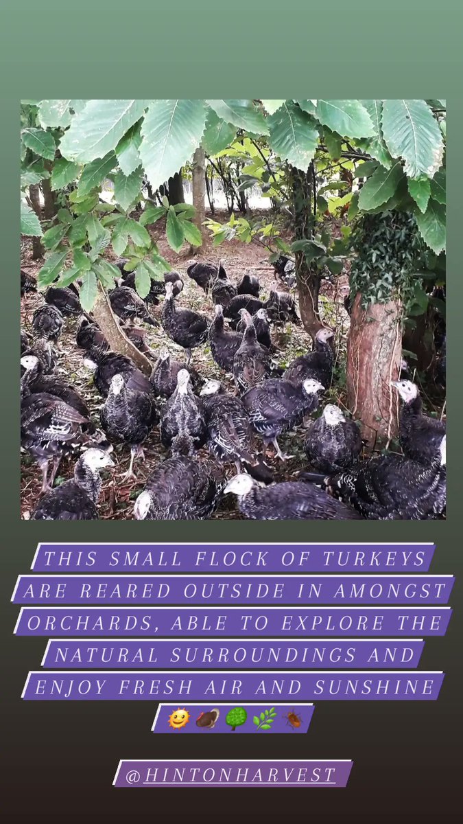 New Macdonalds Farm tweet media