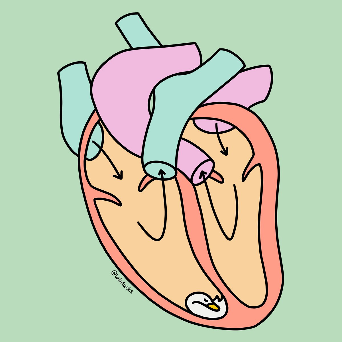labducks tweet media