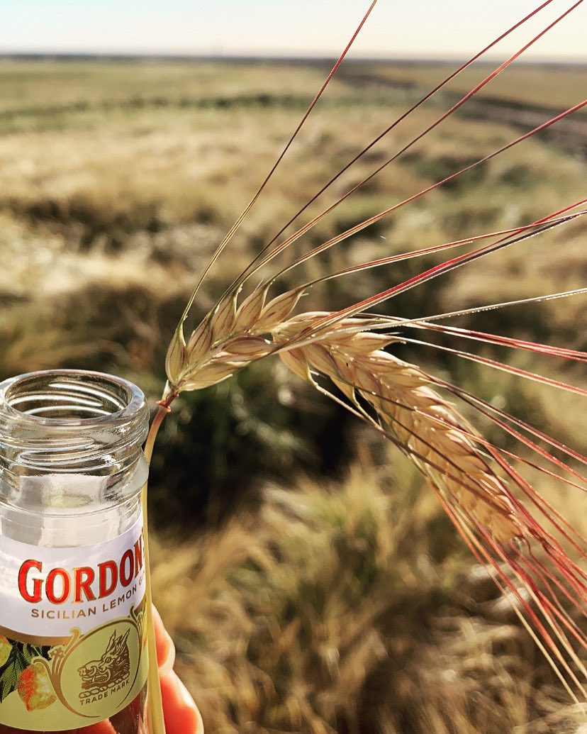 CroppaCo's tweet photo. This Planet Barley doing its best prawn ๐ฆ impersonation. Yep this barley is malt for beer ๐ป not gin. Gordonโs gin is Cassieโs paddock tour beverage of choice. Happy October Long Weekend! #farmsimple #farmingaustralia #farmingnsw #barley #paddocktour https://t.co/4twn9LTd6s