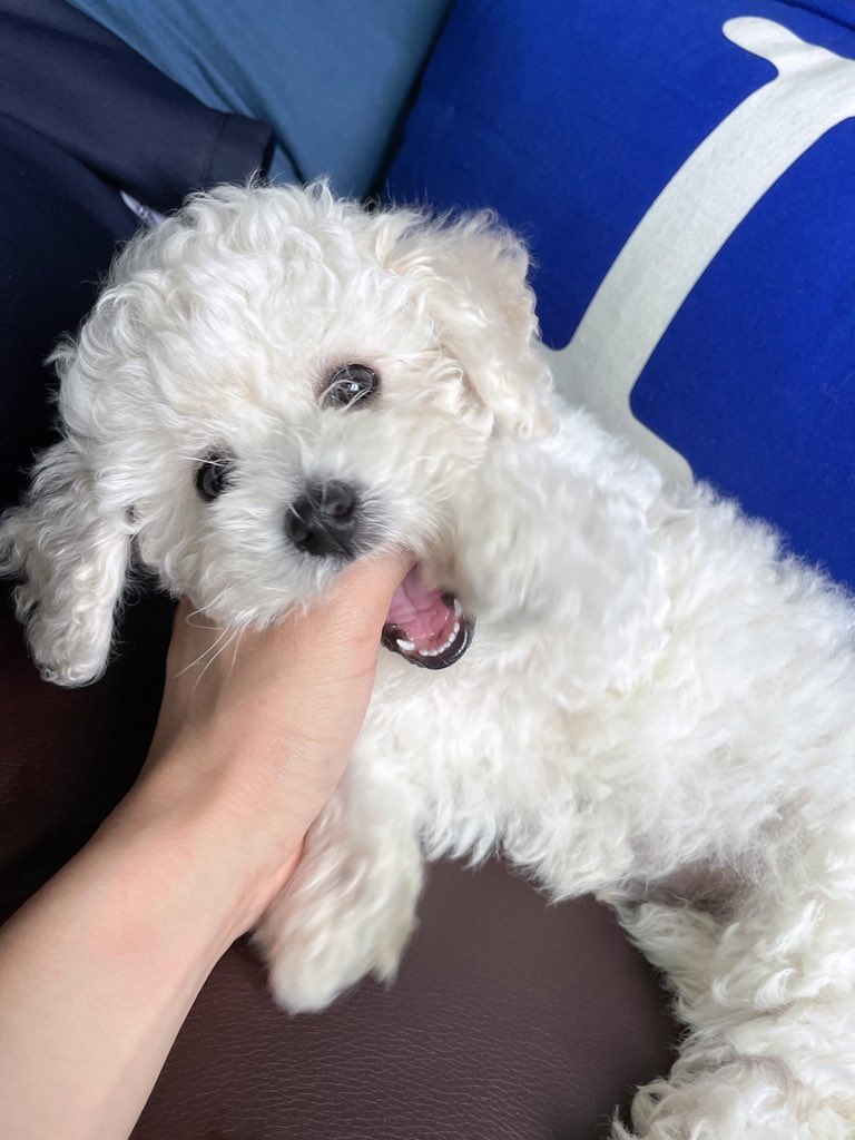 bblminsung's tweet photo. [211004] HN 7:48pm kst

🐹 (sent 2 photos of bbama)

our baby beast~

so cute right??

(bbama) is 2 months old now ㅋㅋ https://t.co/DcMCiSOa1i