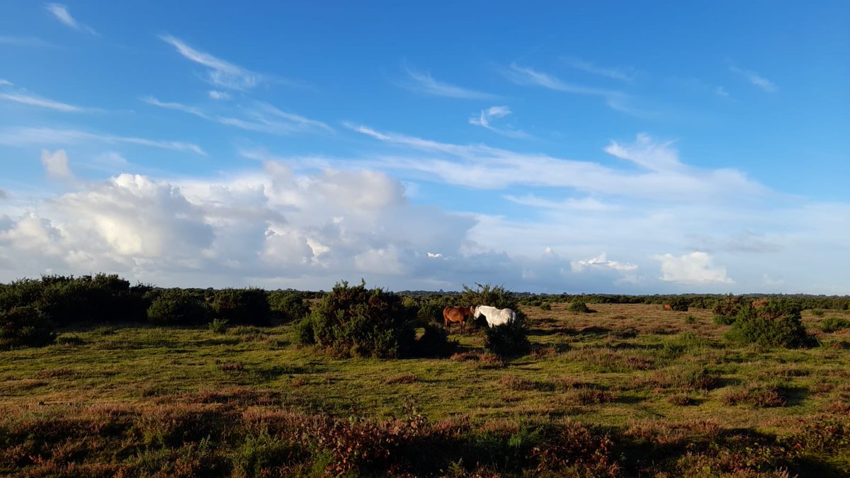 Great to be back in the New Forest doing a Silver Expedition with ⁦<a href="/KewHouseSchool/">Kew House School</a>⁩ ⁦<a href="/DofESouthWest/">DofE South West</a>⁩ #newforest #dofe