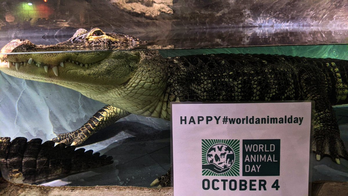 Today is #WorldAnimalDay! 🐊🐍 🦎 #DYK Over 75% of the animals who call Reptilia home have come to us as rescues, surrenders, or abandonments. We are dedicated to ensuring these animals receive the best welfare possible. Help support our work by visiting sponsor.reptilia.org