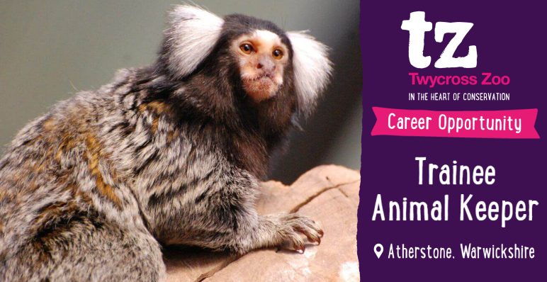 TwycrossZoo's tweet photo. Kick-start your career and work towards an animal related qualification in this opportunity to care for the Primates at the only zoo in the UK to house all 4 great apes. 

Info: https://t.co/MSRCi70aKM  

#Atherstone #Zoos #Zoo https://t.co/0bH5LnFoVw