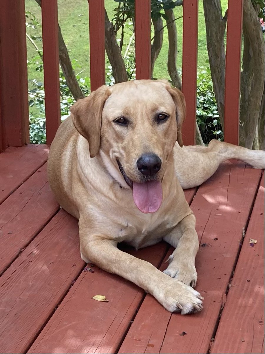 philbergerjr's tweet photo. #MapleMonday https://t.co/8nZFdxCH88