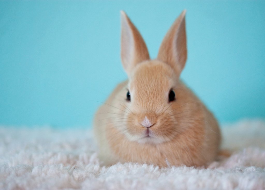 JustHelpers1's tweet image. It's World Animal Day, a chance to raise awareness and improve animal welfare. If you're worried your cleaning products might be tested on animals, read our blog on the subject.
 #EthicalBusiness #EcoConscience #CleaningService #worldanimalday bit.ly/3ofhpYg