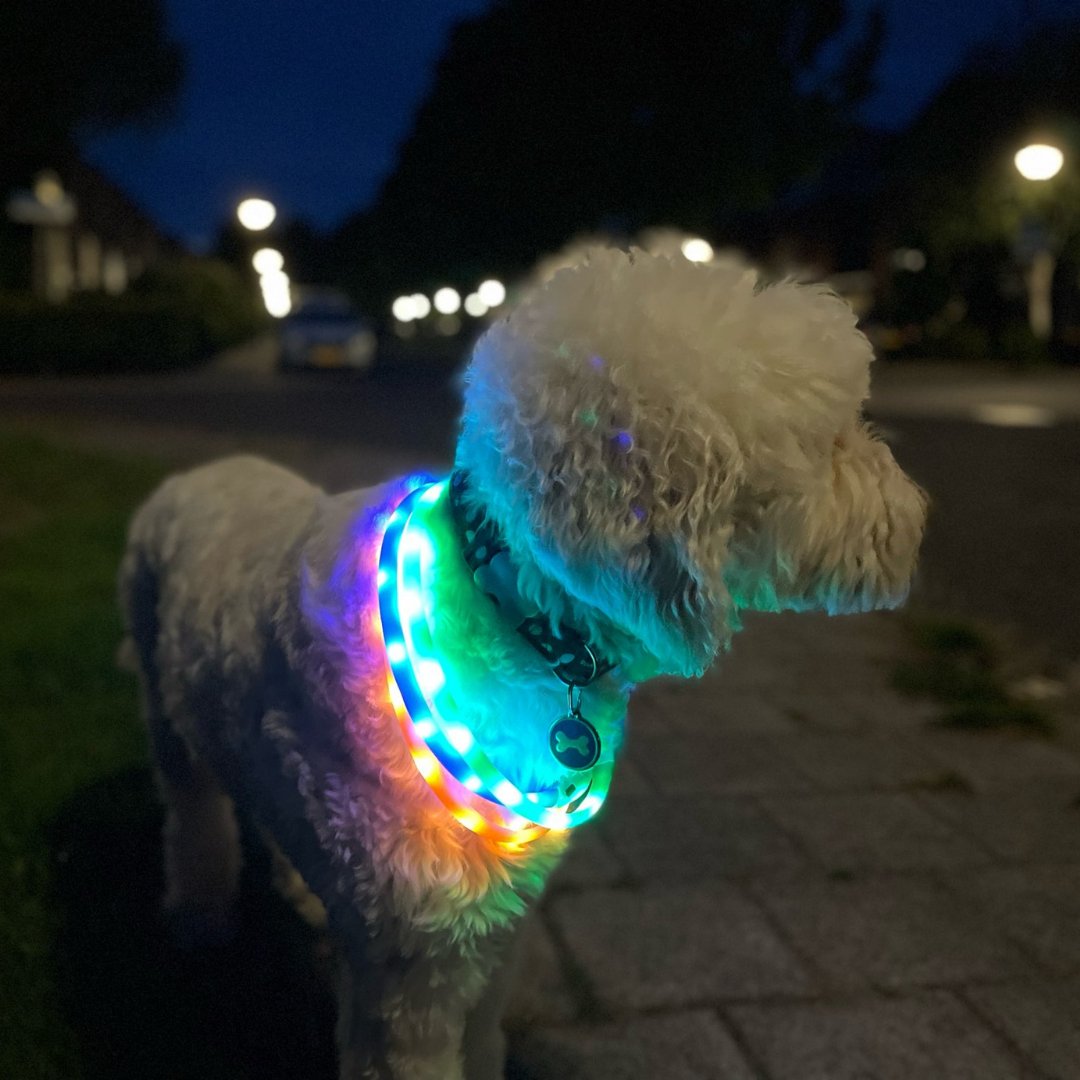 Geef jouw trouwe viervoeter vandaag wat extra aandacht en liefde. 🐶❤️ Het enige dat je nog nodig hebt voor jullie avondwandeling is deze lichtgevende halsband. Zo schattig! 😍➡️ bit.ly/3z6DY37