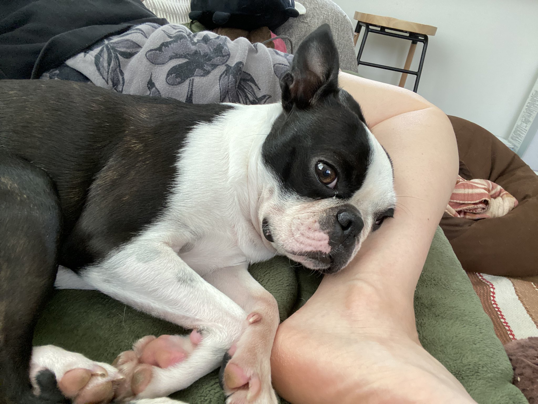 Tweets With Replies By Iggy イギー ボストンテリア Iggy The Dog Twitter
