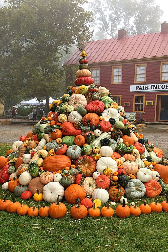 Could the #wind blow off one of these pumpkin's ? 

Nope !

Why is it too hard &amp; no pleasantry invoice involved ?

Pumpkin's are stable in stabbing.A violent move in just few steps &amp; seconds

They never think hard.But all it takes is a lil good time for crunching donuts.#vss365