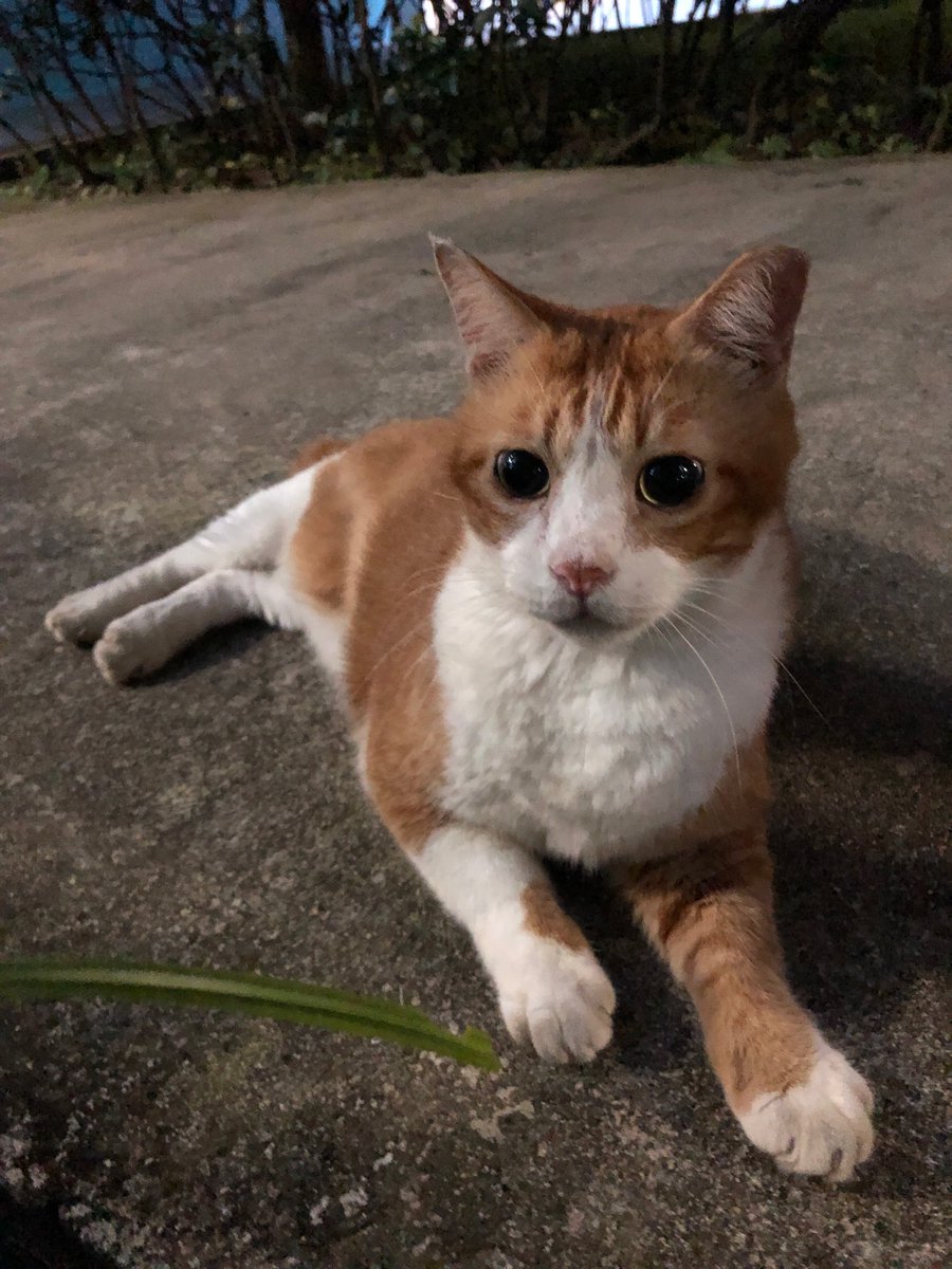 mirrors4gorgons's tweet photo. tiger would like to gently remind you that based on the experience he’s gained over the past 15 years, resting &amp; cuddles are v important too 🥺

#CatsForRaeesahKhan #CatsForRaeesah #IStandWithRaeesahKhan #IStandWithRaeesah https://t.co/lXpQKBNPYv