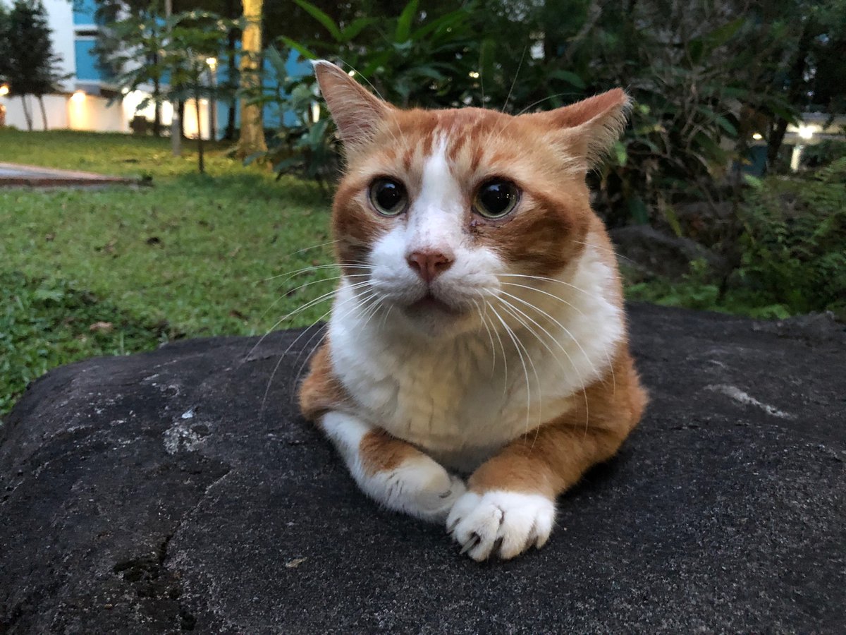 mirrors4gorgons's tweet photo. tiger would like to gently remind you that based on the experience he’s gained over the past 15 years, resting &amp; cuddles are v important too 🥺

#CatsForRaeesahKhan #CatsForRaeesah #IStandWithRaeesahKhan #IStandWithRaeesah https://t.co/lXpQKBNPYv